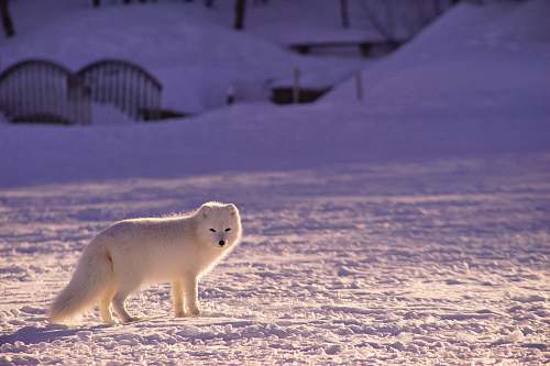 arctic fox arctic fox on snowfield fox